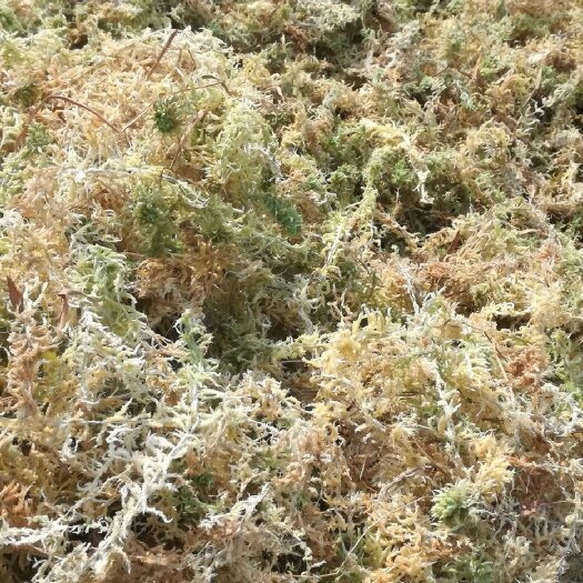 惠水县优质一级特级水苔