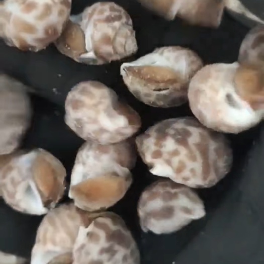 东港市冻花螺 花螺