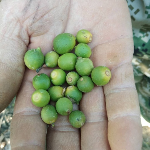 蜜桔 柑橘小青果，落地果硬币大小4月底有货晒干药材