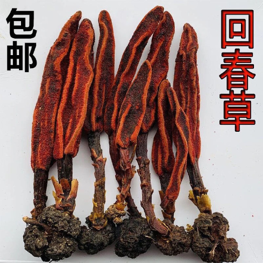 安国市 回春草 多年生干货 易碎 泡酒 泡水煲汤 一斤起包邮