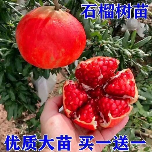 突尼斯软籽石榴树苗石榴花盆栽地栽阳台庭院特大南北方种植绿植