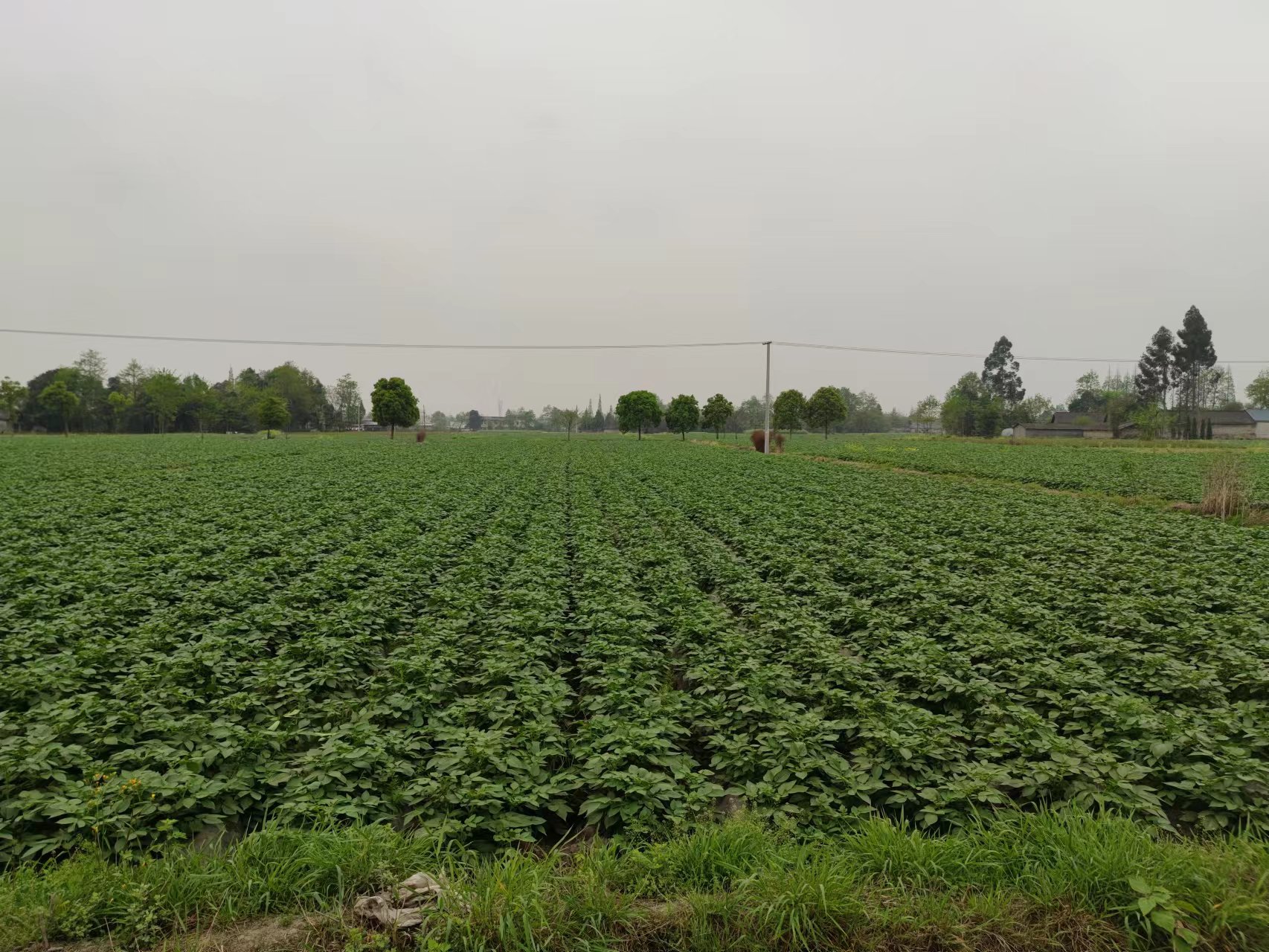 农场土豆，大量供货！量大从优，欢迎电联！