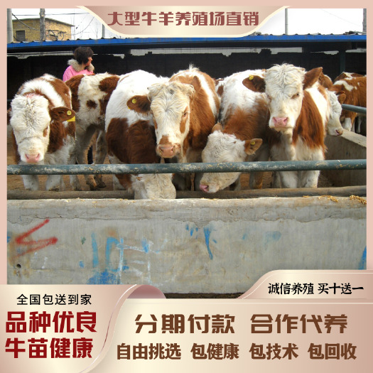 梁山县 【西门塔尔牛】涨势快 出肉率高 抗病能力强 全国各地发货