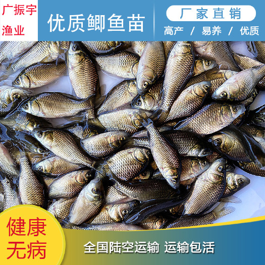 博罗县 鲫鱼苗 鲫鱼中科五号水花 产地直量大价优