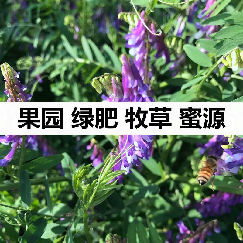 南京毛苕子种子 紫云英种子箭舌豌豆种子紫花苕子鸭茅草绿肥牧草果