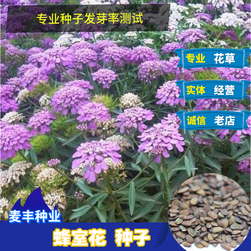 南京蜂室花种子 矮生秋季庭院屈曲花室外花 茂密观赏花坛花境