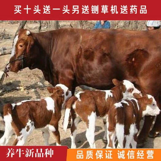 梁山县利木赞牛犊育肥牛肉牛出售小牛犊利木赞种牛公牛包技术