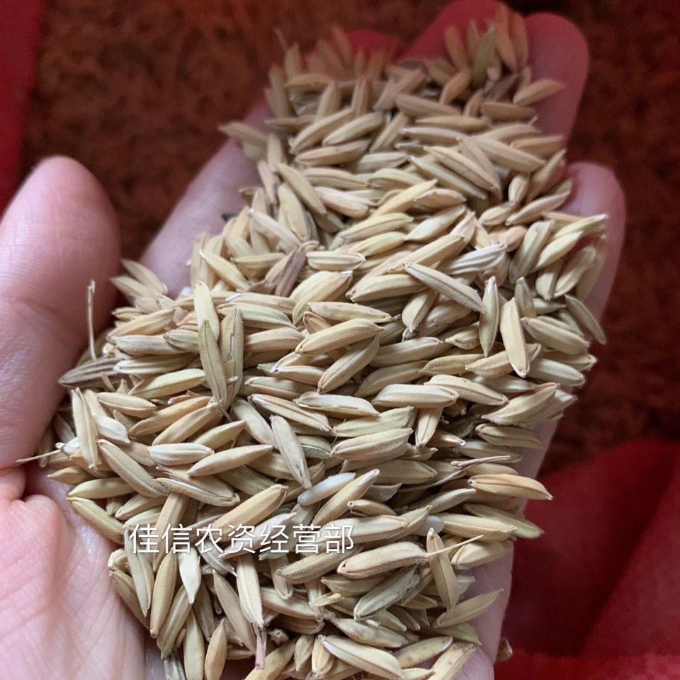 华容县水稻种子 好吃的散装优质糯谷种子