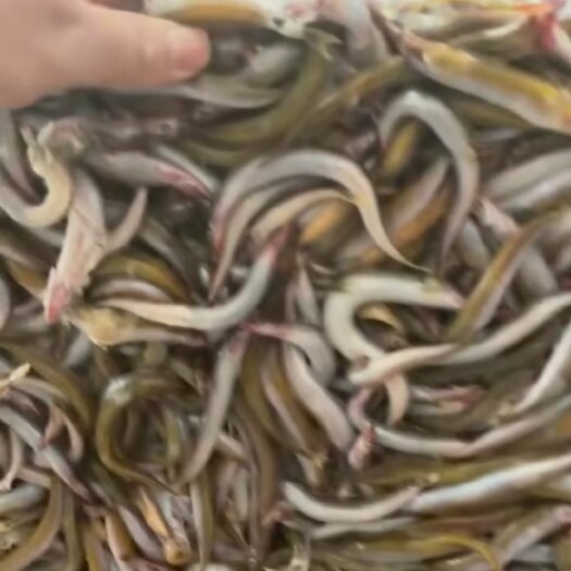 大连狐貂，多宝鱼养殖用沙里钻饲料鱼，大连现货