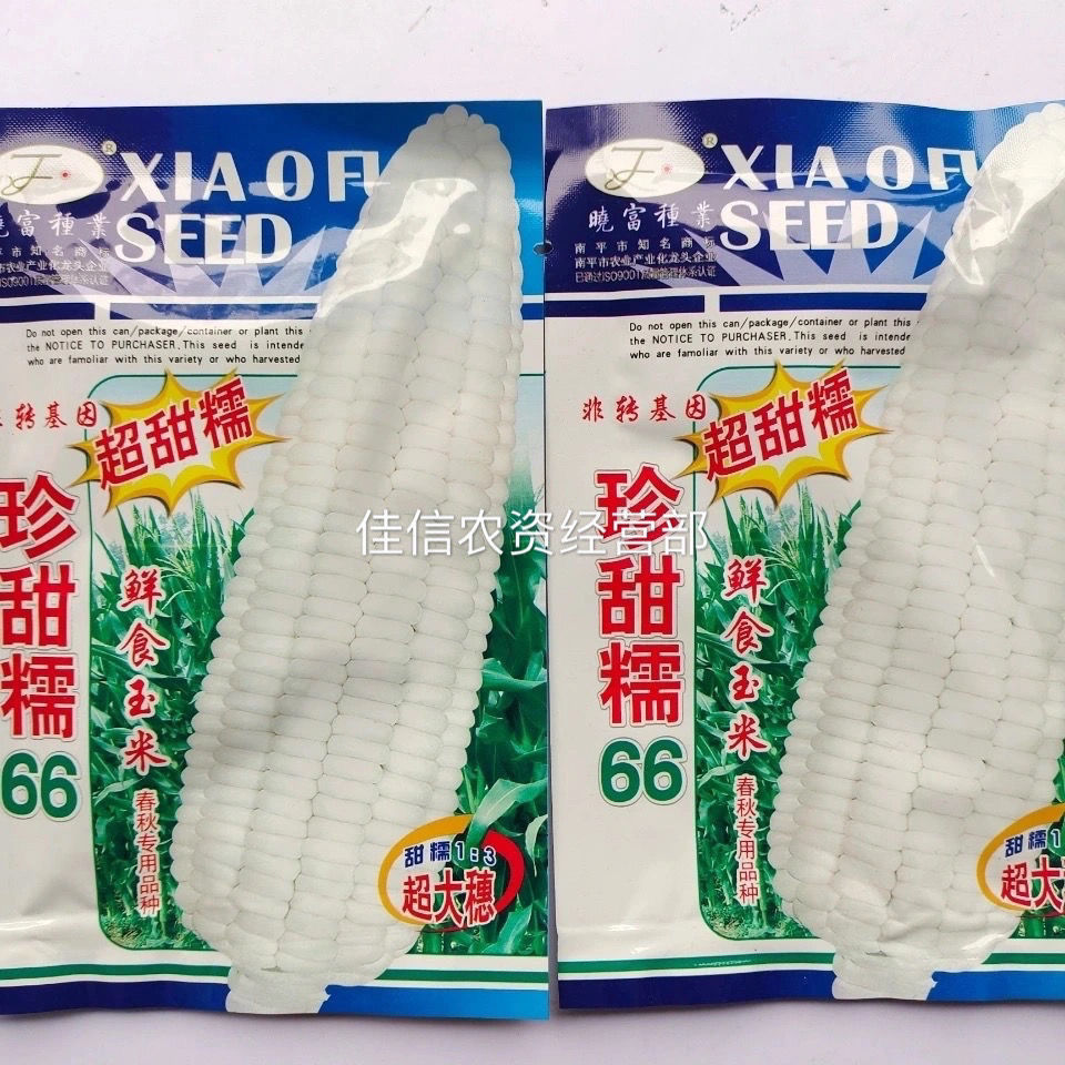 华容县甜玉米种子 珍甜糯66糯玉米种籽产量高大田农业四季超甜糯