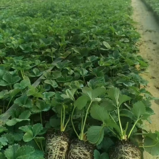 沭阳县红颜草莓苗 地栽苗 脱毒苗 