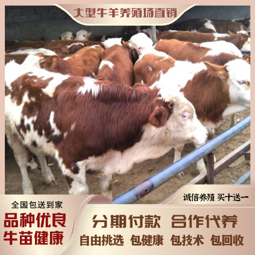 梁山县 西门塔尔牛 优质肉牛品质保障300-600斤常年供应包送到家