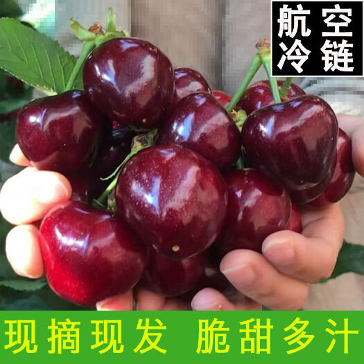 大荔县【新货上市】国产美早大樱桃，自家大棚种植基地300亩
