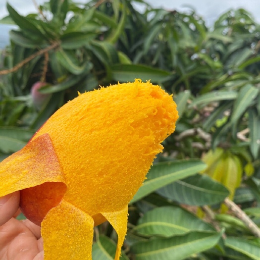 南宁海南贵妃芒 树熟 支持一件代发 各平台发货