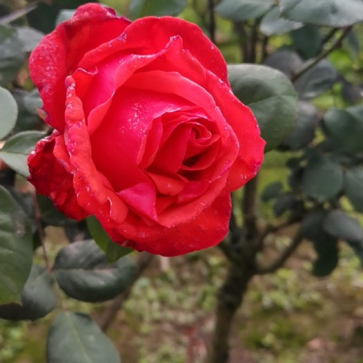 月季花苗花卉园林景观美化专用品质好存活率高