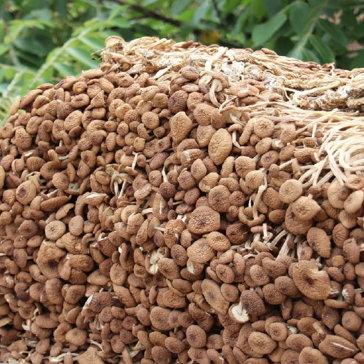 古田县古田茶树菇产地量大批发南北干货食用菌不开伞茶树菇