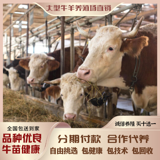 梁山县 西门塔尔牛肉牛 养殖活牛小牛苗好饲养包回收 全国包送到家