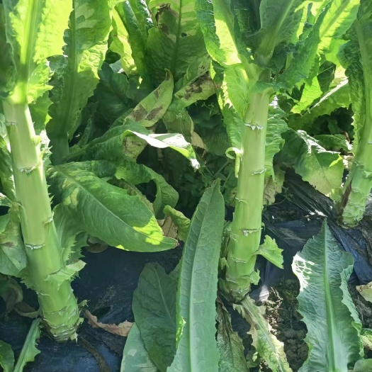 惠水县 贡菜