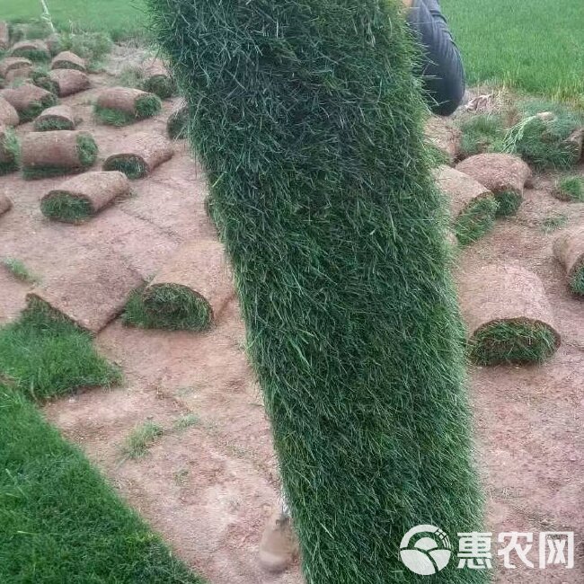 地毯草 草坪底价出售需要联系