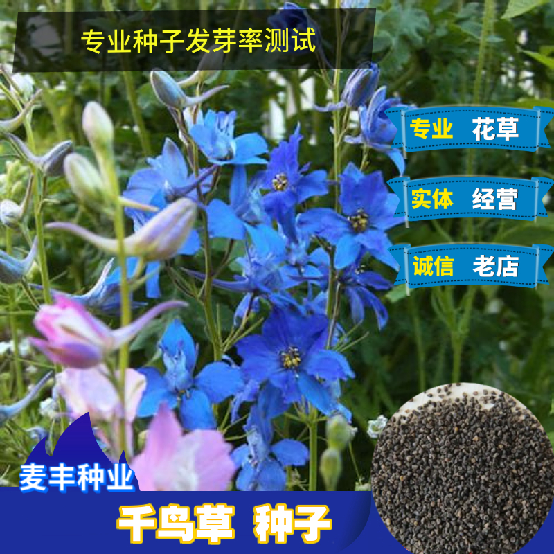 南京千鸟草种子 小飞燕草种子 耐寒喜干切花 长花期如千鸟飞翔