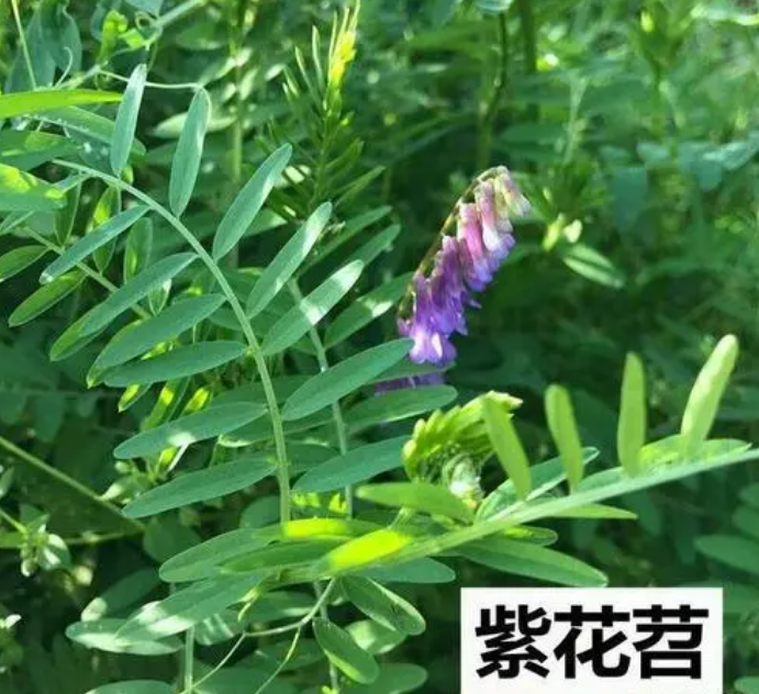 南京紫花苕子种子 窄叶野豌豆种子护坡草籽高速路绿化固土多年生