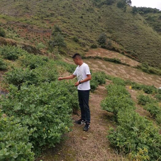 雅安北花一号金银花苗   四季树形金银花，产量高，花期长达半年，