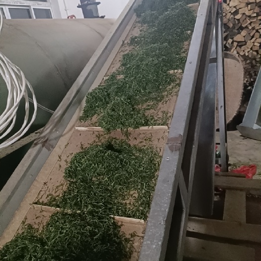 潜山市云雾茶 毛毛月