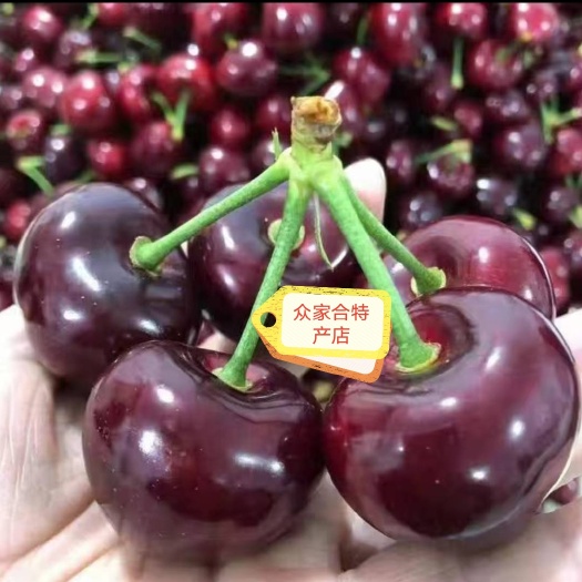 青州市樱桃 新鲜美早车厘子孕妇水果大樱桃，现摘现发，发顺丰已上市