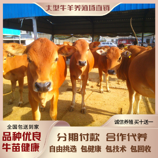 梁山县鲁西牛 【鲁西黄牛】本地土牛300-600斤 自由挑选公母混合包健康