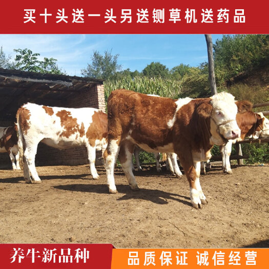 济宁西门塔尔牛基地直供改良育肥西门塔尔种牛活牛苗包技术指导
