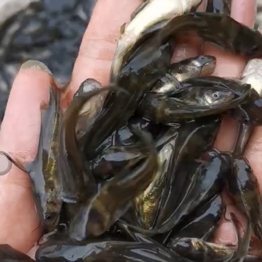 钦州黄骨鱼苗良种精选优质杂交快大好养