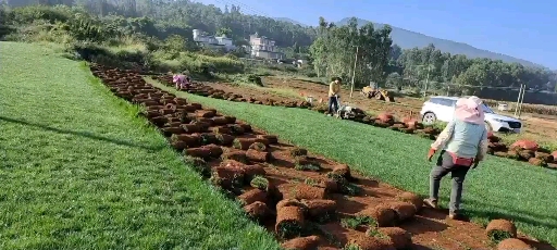 地毯草 草坪底价出售需要联系