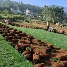 地毯草 草坪底价出售需要联系