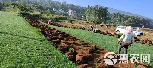 地毯草 草坪底价出售需要联系