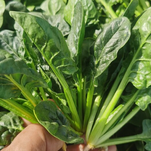 丰县 越冬菠菜