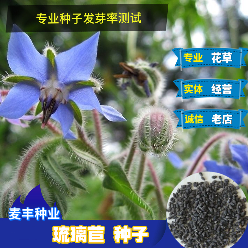 南京琉璃苣种子 蜜源植物炖菜汤饮调味药食 观赏保健芳香蔬菜种子