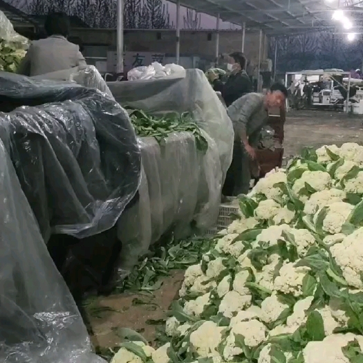 莘县 精品花菜