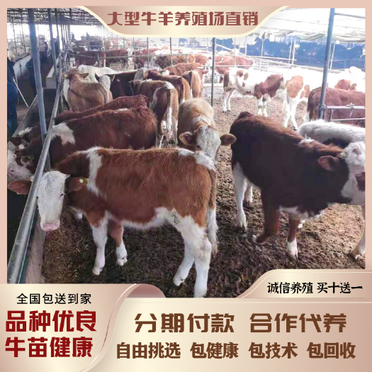 长沙 【西门塔尔牛】300斤-500斤 公母混合 常年供应防疫齐全