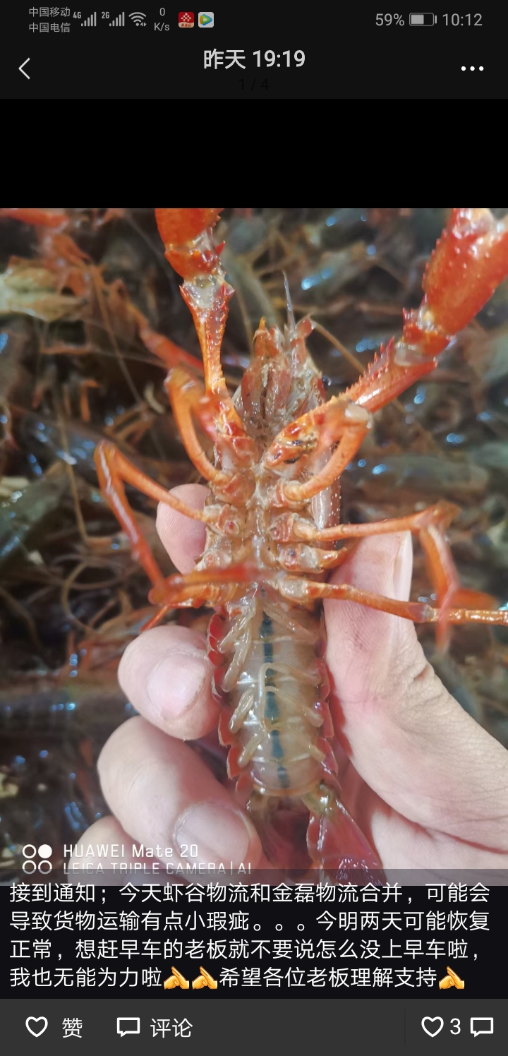 湖北潜江鲜活小龙虾小青中大青红湖北活虾水产清水硬规格基地直发