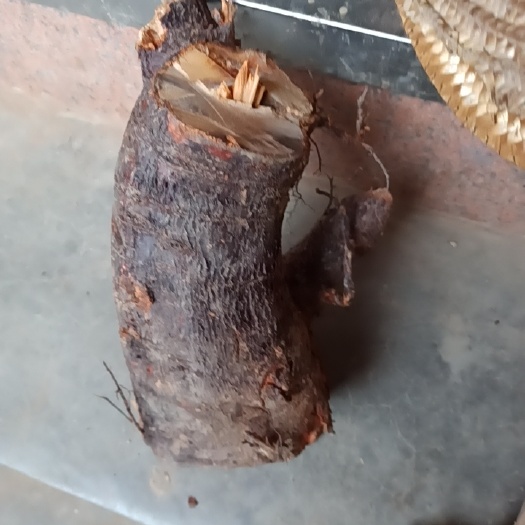 德庆县枇杷树苗 枇杷树根
