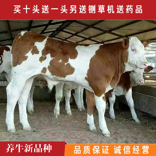 梁山县纯种西门塔尔牛养殖场直销活牛养殖种牛怀孕母牛签订合同