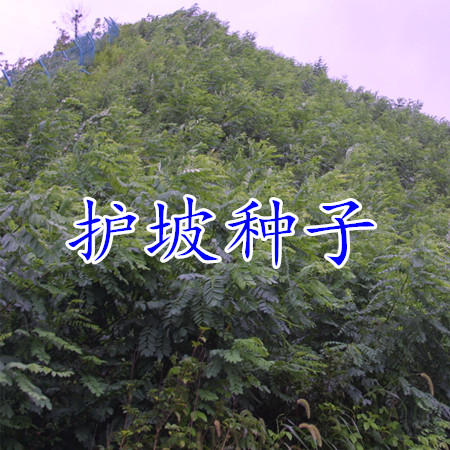 南京山豆根种子 灌木种子猪屎豆种子 三圆叶猪屎豆 公路绿化种子