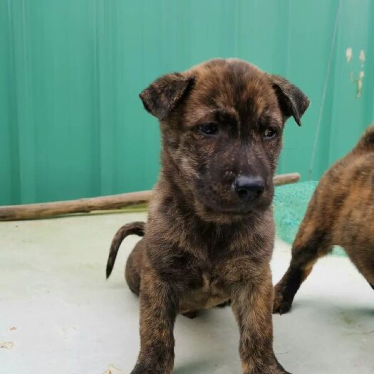 上林县狗 中华虎班犬