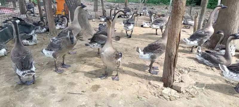 廉江市肉鹅 阳江鹅