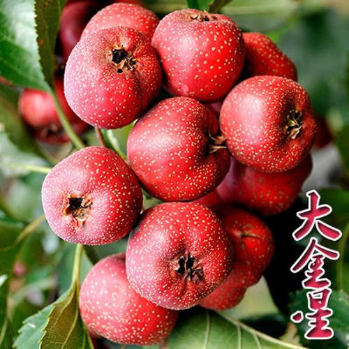 平邑县大金星山楂