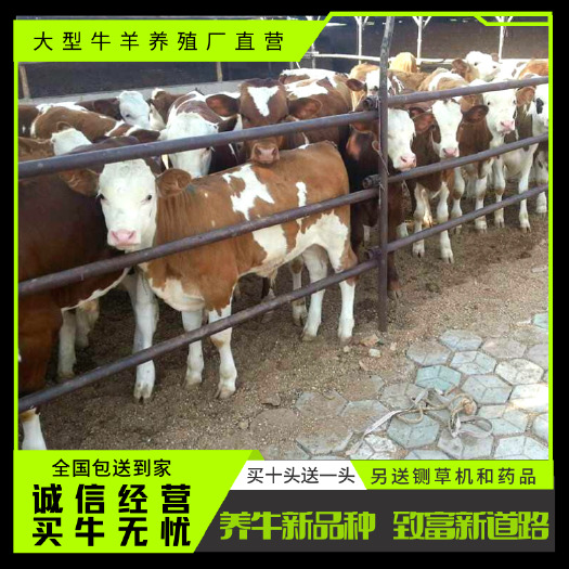 梁山县 西门塔尔牛 杂交肉牛黄牛 涨势快 最大1500多斤需要联系我