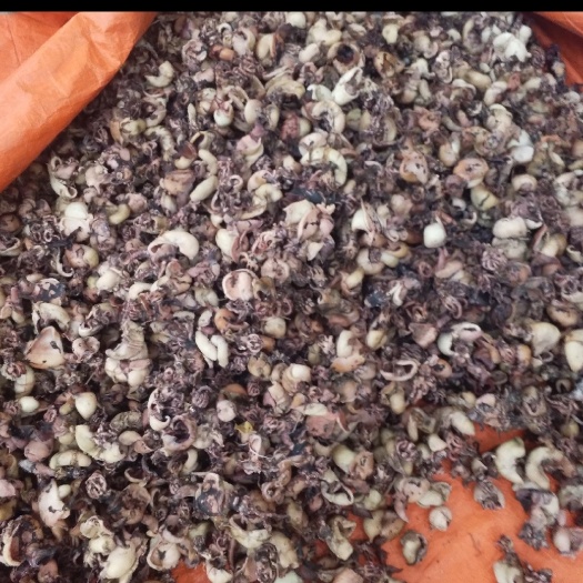 鱿鱼干边角料干度百分之八十左右 鱿鱼碎肉 鱿鱼头 鱿鱼边角