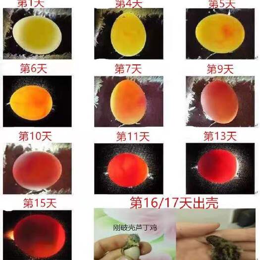 颍上县芦丁鸡种蛋 （纯白，蓝脸，红胸，瓦灰，派特，礼服）