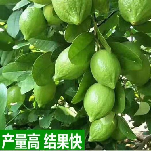 贺州香水柠檬苗 广东香水柠檬树苗无籽嫁接食用无核盆栽地栽南方