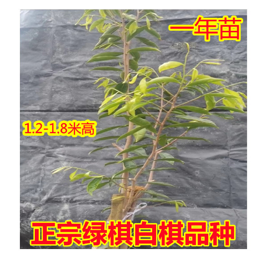 茂名白棋奇楠沉香苗一代母树嫁接明星品种奇楠沉香树苗结香快品种保真
